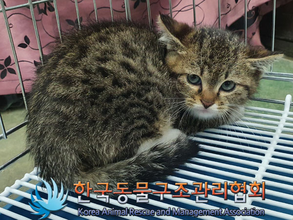한국동물구조관리협회_411323202301025